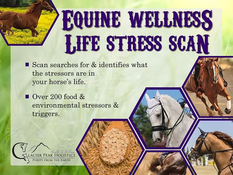 Glacier Peak Equine Wellness Life Scan