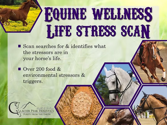Glacier Peak Equine Wellness Life Scan